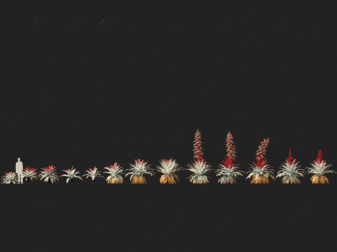 Alcantarea imperialis - Giant Bromeliad Modelo 3D