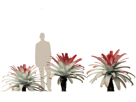 Alcantarea imperialis - Giant Bromeliad Modelo 3D