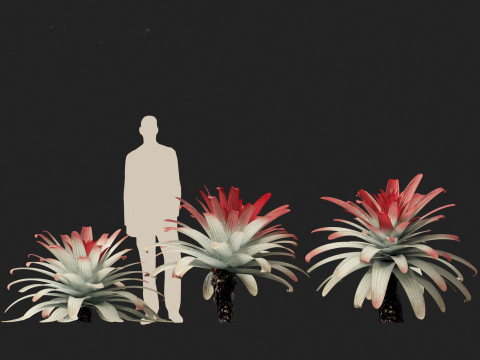 Alcantarea imperialis - Giant Bromeliad Modelo 3D