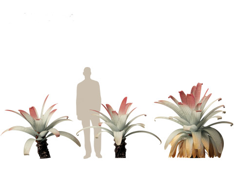 Alcantarea imperialis - Giant Bromeliad Modelo 3D