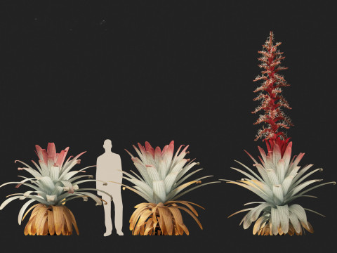 Alcantarea imperialis - Giant Bromeliad Modelo 3D