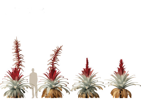Alcantarea imperialis - Giant Bromeliad Modelo 3D