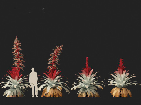 Alcantarea imperialis - Giant Bromeliad Modelo 3D