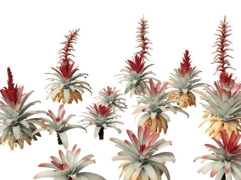 Alcantarea imperialis - Giant Bromeliad Modelo 3D