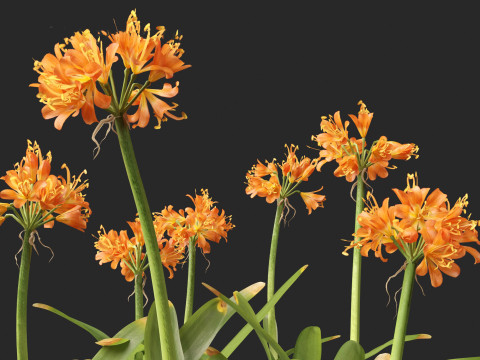 Clivia miniata - kaffir lily 3D Model