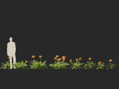 Clivia miniata - kaffir lily 3D Model