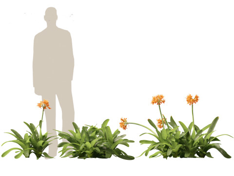 Clivia miniata - kaffir lily 3D Model
