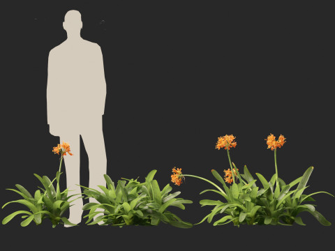 Clivia miniata - kaffir lily 3D Model