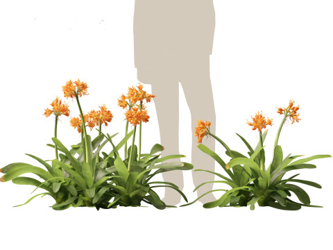 Clivia miniata - kaffir lily 3D Model