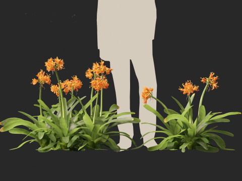 Clivia miniata - kaffir lily 3D Model