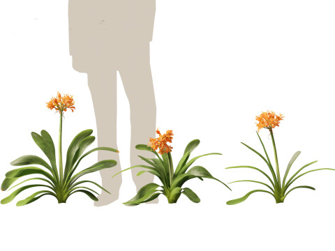 Clivia miniata - kaffir lily 3D Model