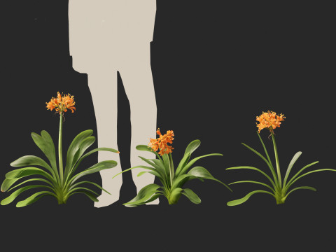 Clivia miniata - kaffir lily 3D Model