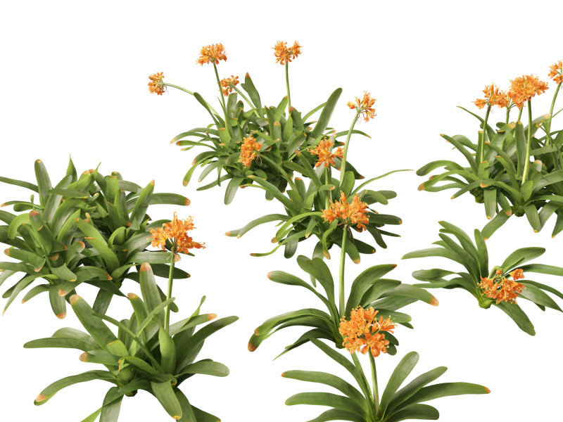 Clivia miniata - kaffir lily 3D Model .c4d .max .obj .3ds .fbx .stl .blend 