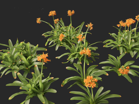Clivia miniata - kaffir lily 3D Model