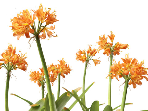 Clivia miniata - kaffir lily 3D Model