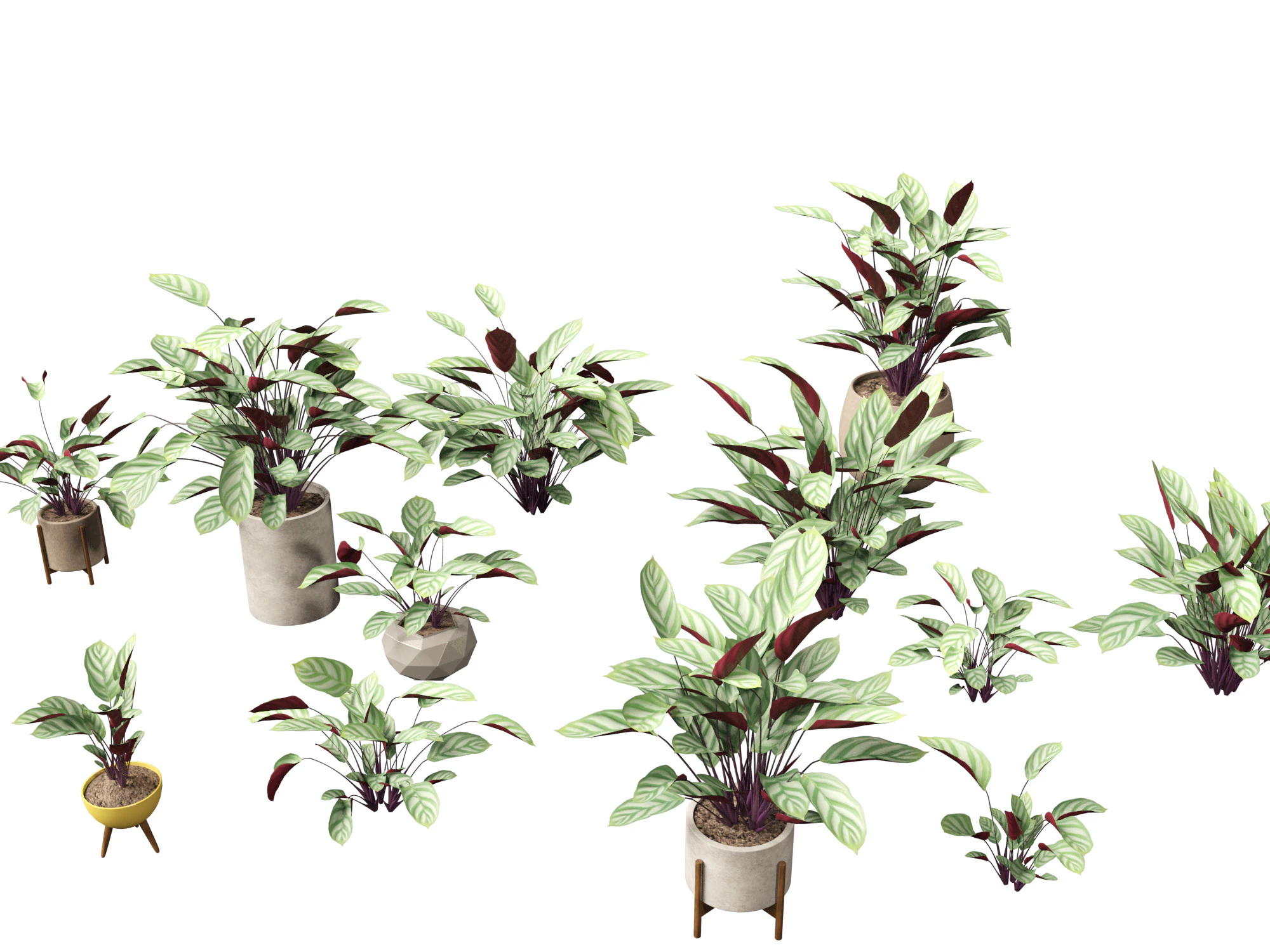 Ctenanthe setosa - Prayer plant 3D Model .c4d .max .obj .3ds .fbx .stl .blend 