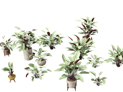 Ctenanthe setosa - Prayer plant 3D Model