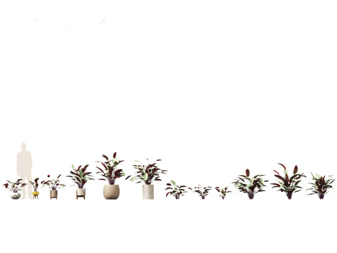 Ctenanthe setosa - Prayer plant 3D मॉडल