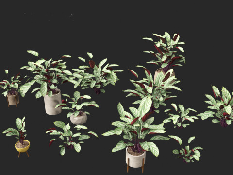 Ctenanthe setosa - Prayer plant 3D मॉडल