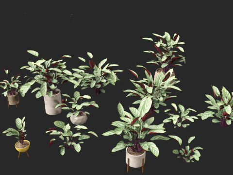 Ctenanthe setosa - Prayer plant 3D Model