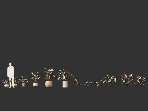 Ctenanthe setosa - Prayer plant 3D Model