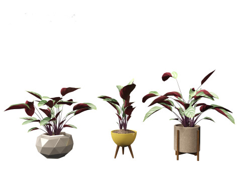 Ctenanthe setosa - Prayer plant 3D मॉडल