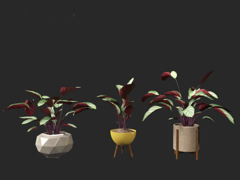Ctenanthe setosa - Prayer plant 3D Model