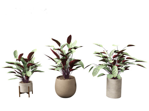 Ctenanthe setosa - Prayer plant 3D मॉडल