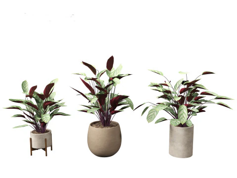 Ctenanthe setosa - Prayer plant 3D Model