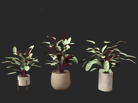 Ctenanthe setosa - Prayer plant 3D मॉडल