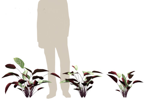 Ctenanthe setosa - Prayer plant 3D मॉडल