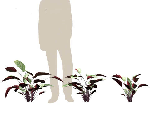 Ctenanthe setosa - Prayer plant 3D Model