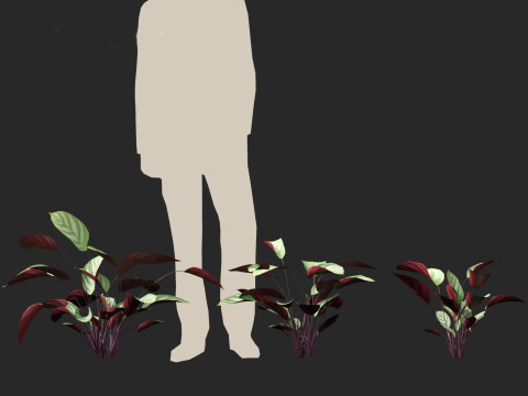 Ctenanthe setosa - Prayer plant 3D मॉडल