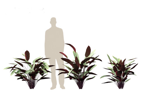 Ctenanthe setosa - Prayer plant 3D मॉडल