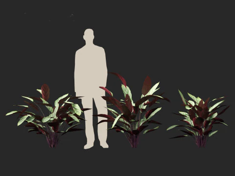 Ctenanthe setosa - Prayer plant 3D Model