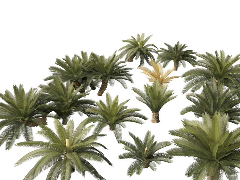 Cycas revoluta - Sago palm 3D Model .c4d .max .obj .3ds .fbx .stl .blend 