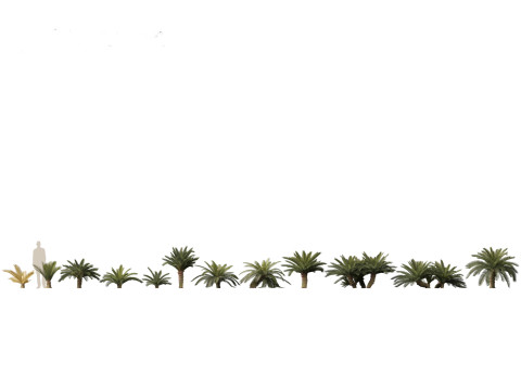 Cycas revoluta - Sago palm 3D Model