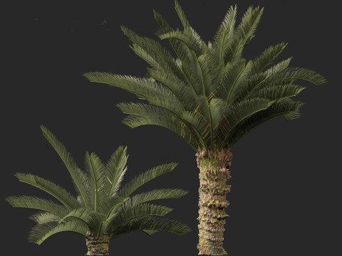 Cycas revoluta - Sago palm 3D Model