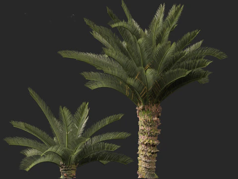 Cycas revoluta - Sagopalm 3D Model