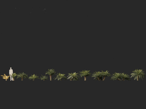 Cycas revoluta - Sago palm 3D Model