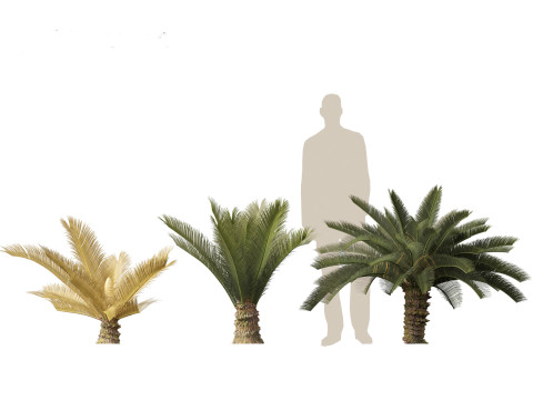 Cycas revoluta - Sago palm 3D Model