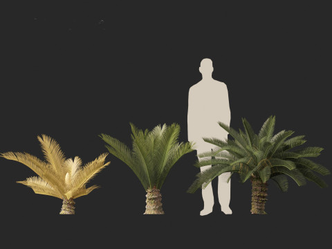 Cycas revoluta - Sago palm 3D Model