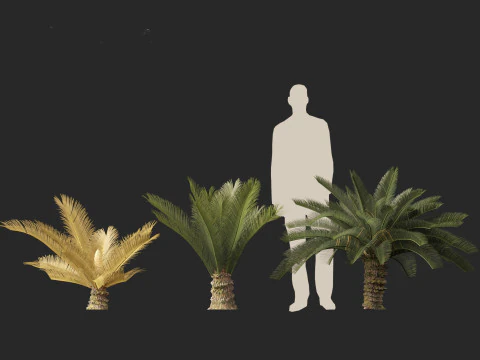 Cycas revoluta - Sagopalm 3D Model
