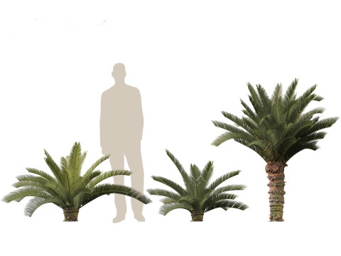 Cycas revoluta - Sago palm 3D Model