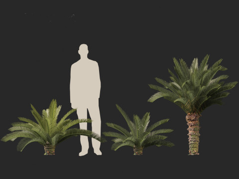 Cycas revoluta - Sago palm 3D Model