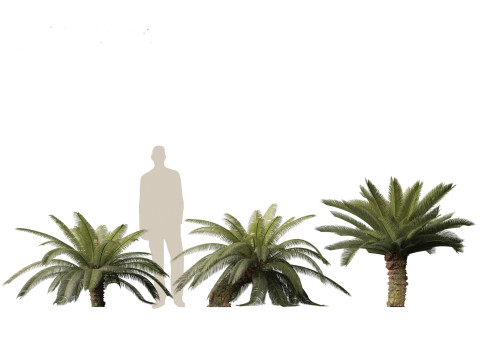 Cycas revoluta - Sago palm 3D Model