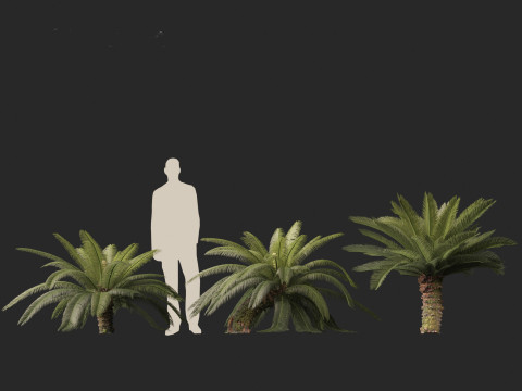 Cycas revoluta - Sago palm 3D Model
