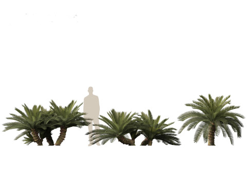 Cycas revoluta - Sago palm 3D Model
