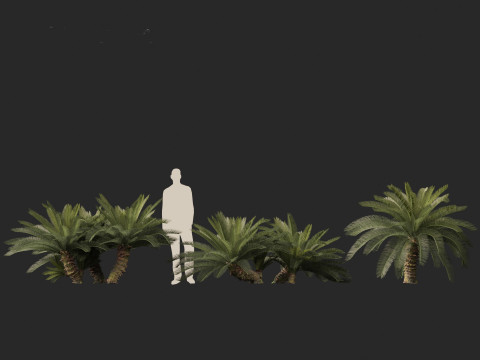 Cycas revoluta - Sago palm 3D Model