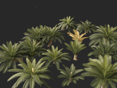 Cycas revoluta - Sago palm 3D Model